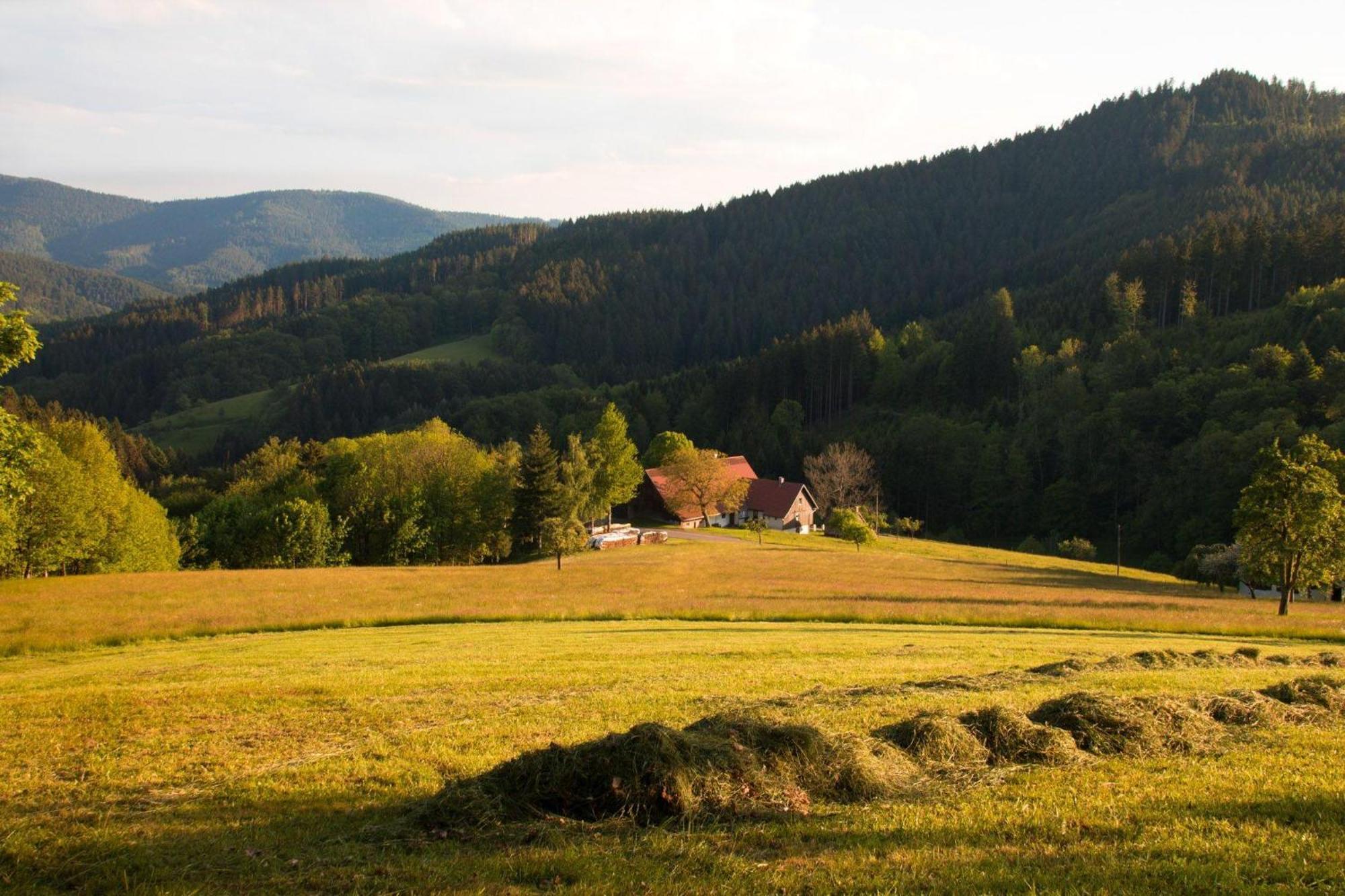 Ferienwohnung Am Kapellenberg - Am Rande Des Nationalparks Schwarzwald Bad Peterstal-Griesbach Kültér fotó