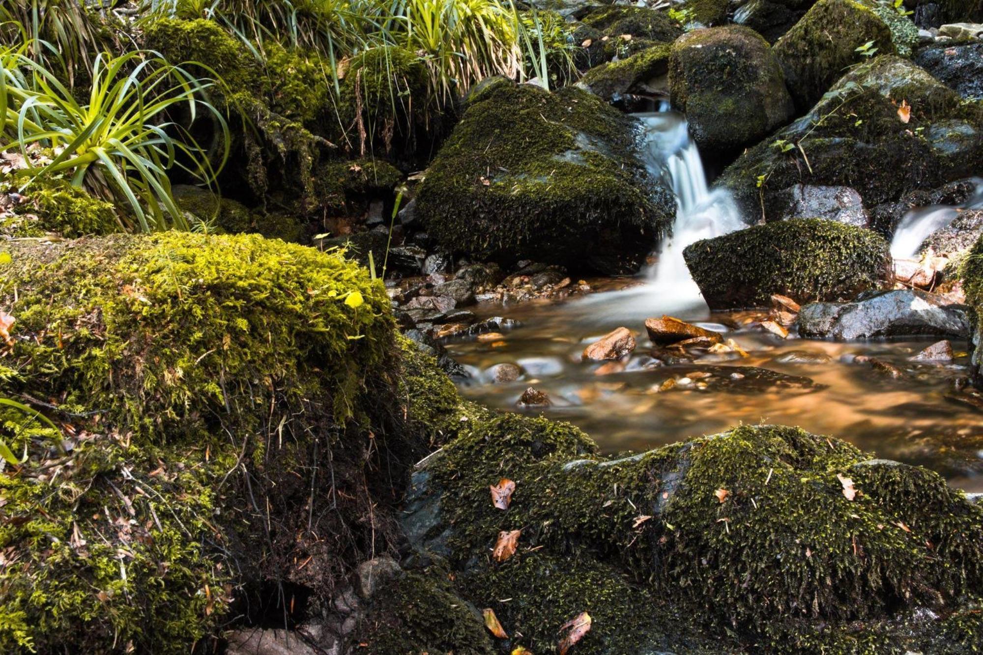 Ferienwohnung Am Kapellenberg - Am Rande Des Nationalparks Schwarzwald Bad Peterstal-Griesbach Kültér fotó