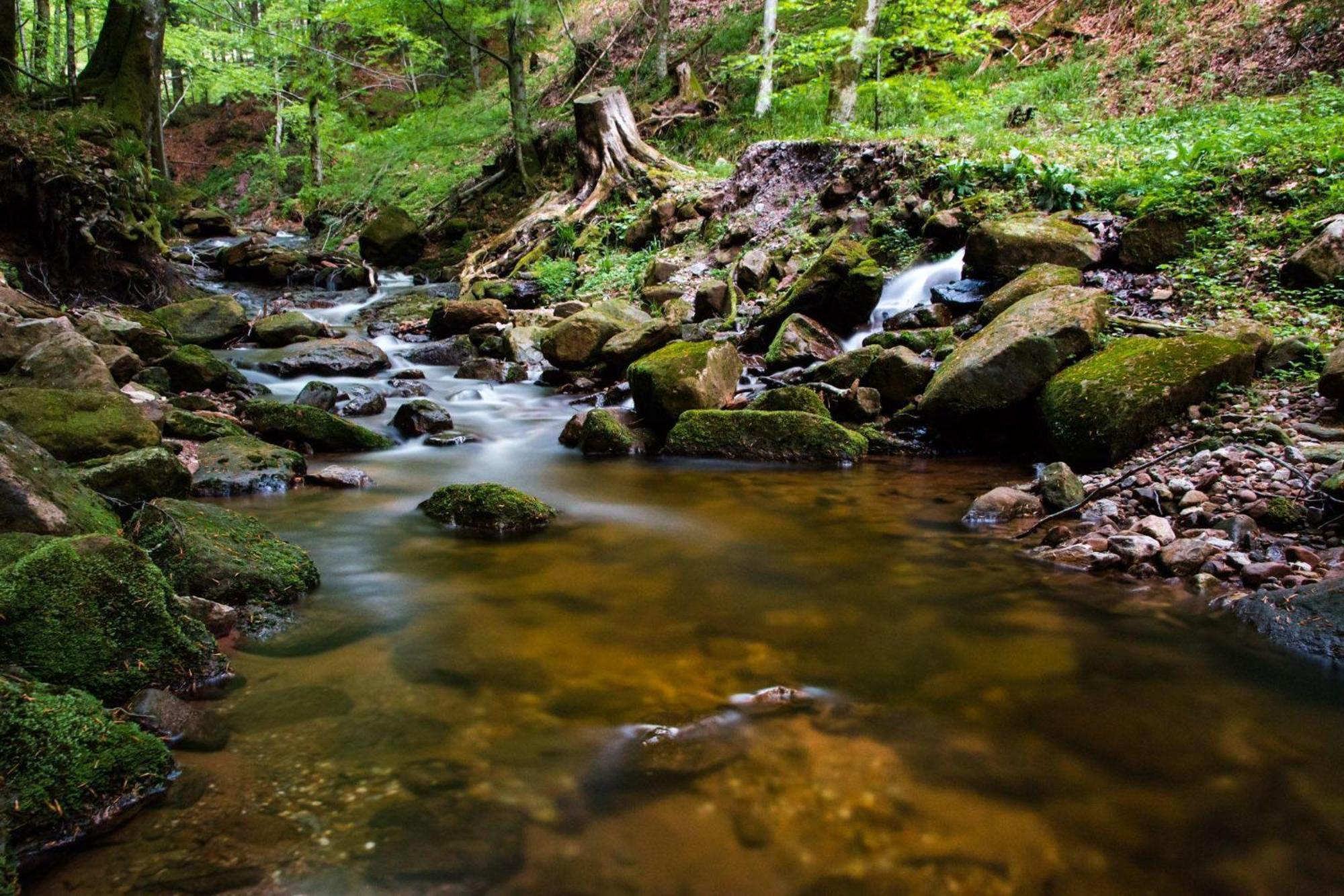 Ferienwohnung Am Kapellenberg - Am Rande Des Nationalparks Schwarzwald Bad Peterstal-Griesbach Kültér fotó